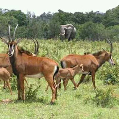 Shimba Hills Excursion